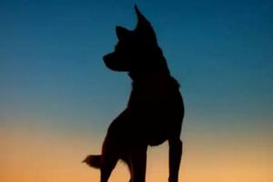 हल्द्वानी: मालिक ने रस्सी से गला घोंटकर मार डाला कुत्ता