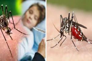 बरेली: डेंगू का प्रकोप नहीं हो रहा कम, छह मरीज मिले