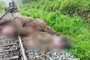 बंगाल: अलीपुरद्वार में मालगाड़ी की चपेट में आने से तीन हाथियों की मौत