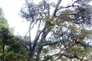 नैनीताल: बांज वृक्ष को बाना से बचाने के लिए वन विभाग के हाथ खाली