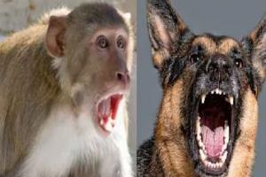 बरेली: नेता लोग वर्ल्ड क्लास सिटी बनाने चले... कुत्तों-बंदरों ने और तेज कर दिए हमले
