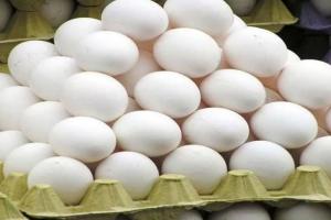 बरेली: अंडा उत्पादन के लिए किसानों की संजीवनी है कैरी सलोनी, वैज्ञानिकों ने तैयार की मुर्गी की नई प्रजाति