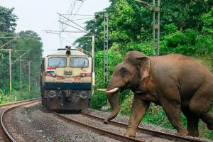 असम : ट्रेन की चपेट में आने और गहरे नाले में गिरने से दो हाथियों की मौत
