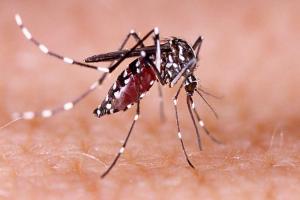 अयोध्या: आखिर खत्म क्यों नहीं हो रहे है डेंगू के मच्छर, डर के साये में बीती लोगों की दीपावली