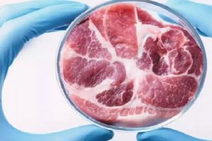 इटली ने प्रयोगशाला में उत्पादित मांस पर लगाया प्रतिबंध, महीनों बहस के बाद संसद में कानून पारित