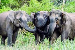 दिनेशपुर: जंगली हाथियों ने नष्ट की धान की फसल, मुख्यमंत्री को भेजा ज्ञापन 
