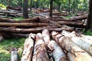 हल्द्वानी: वन विकास निगम में लकड़ी की नीलामी में लाखों रुपये का घपला, 16 ठेकेदार ब्लैक लिस्ट