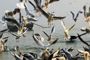 गदरपुर: बौर जलाशय में प्रवासी साइबेरियन पक्षी मृत मिले, कारण जानने को किया पोस्टमार्टम