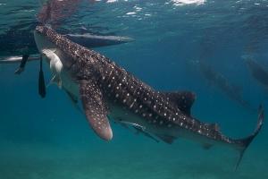 जलवायु परिवर्तन के कारण Blue whale के प्रवास में देरी: ऑस्ट्रेलियाई विशेषज्ञ 
