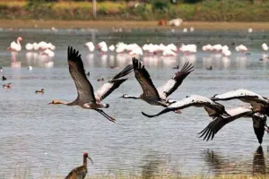 रुद्रपुर: जिले में प्रवासी पक्षियों को लेकर पशुपालन विभाग हुआ अलर्ट