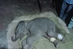 रामनगर: बाघ ने किया हाथी के बच्चे को घायल, उपचार प्रारम्भ