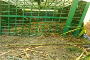 बहराइच : शावक की तलाश में पिंजड़े में कैद हुई मादा तेंदुआ