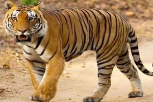 लखीमपुर-खीरी: गन्ने में छिपे बैठे बाघ ने युवक को बनाया निवाला, परिवार में मचा कोहराम  