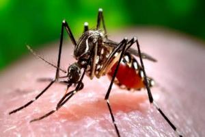 बांग्लादेश में डेंगू के 1291 नए मामले, छह लोगों की मौत