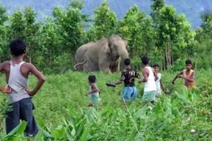 ओडिशा: जंगली हाथी ने दो ग्रामीणों को कुचलकर मार डाला