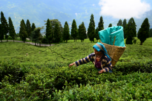 देश में चाय उत्पादन अक्टूबर में 12 प्रतिशत से अधिक बढ़ा