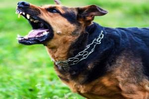 Kanpur dog attack : खूंखार कुत्ते का फिर हमला, नहीं लगी वैक्सीन