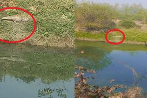बरेली: गांव बल्ली की बहगुल नदी में दिखा मगरमच्छ, मचा हड़कंप