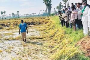 आंध्र प्रदेश: चक्रवात ‘मिगजॉम’ से हजारों एकड़ की फसल बर्बाद, किसानों का भारी नुकसान