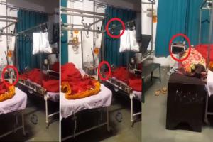 रामपुर : जिला अस्पताल के आर्थोपेडिक वार्ड में चूहे का वीडियो वायरल, प्रशासन ने सुपरवाइजर को दी चेतावनी