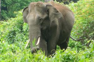प्राचीन हाथी के असामान्य निशानो से जीवाश्म विशेषज्ञ हैरान, जानिए इस रहस्य को कैसे सुलझाया