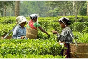 नैनीताल: उत्तराखंड में चाय उत्पादन योजनाओं को पर्यटन से जोड़ने की कवायद