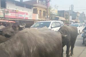 हरदोई: बेलगाम भैंसों ने माननीय के काफिले में लगाया ब्रेक!, बावन रोड पर रुका रहा काफिला, सुरक्षाकर्मियों ने खदेड़ा 
