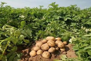 बाराबंकी: आलू की फसल को झुलसा व पाले से बचाने के दिए जिला कृषि रक्षा अधिकारी ने किसानों को दिए टिप्स