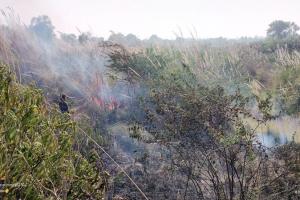 रायबरेली: वन विभाग के जंगल में लगी आग, एक हजार से अधिक पौधे और वन संपदा जलकर हुई राख