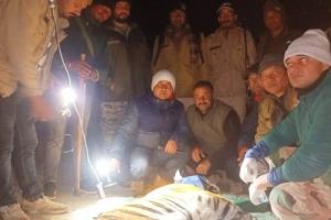 भीमताल: देर रात जंगलिया गांव  के तोक नौली में बाघ को ट्रेंकुलाइज करने में मिली सफलता 