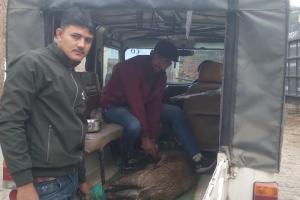 कासगंज: किसरौली मार्ग पर घायल अवस्था में मिला हिरण, वन विभाग की टीम ने कराया 