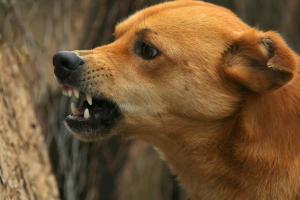 संभल: एक कुत्ता दर्जनों ग्रामीणों पर पड़ा भारी, 11 इंसानों और 8 पशुओं को किया जख्मी 