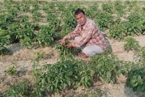 Fatehpur: बंगाल में तहलका मचा रहा दोआबा का शिमला मिर्च, किसानों को मालामाल कर रही खेती, कम आय में मिल रहा अधिक मुनाफा
