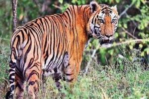 रामनगर: लकड़ी बीनने गई महिला को बाघ ने बनाया अपना निवाला, घटना के बाद ग्रामीणों में रोष    