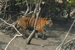 पीलीभीत: बाघ संरक्षण के दावे..आखिर कहां गुम हो गए हैं अमरिया के बाघ, ओम और त्रिशूल भी गायब?