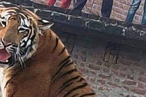 पीलीभीत: वासस्थलों का सफाया होने से बाहर निकल रहे बाघ, टाइगर रिजर्व बनने के बाद से 14 पकड़े जा चुके..फिर भी नहीं समाधान 