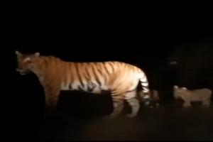 बहराइच: सड़क पर शावकों के साथ दिखी बाघिन, रोमांचित हुए पर्यटक, देखें Video