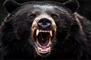 शक्तिफार्म: सिडकुल से लौट रहे श्रमिक पर भालू ने किया हमला, हुई मौत