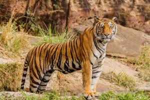छत्तीसगढ़: इंद्रावती टाइगर रिजर्व में बाघों की गणना 15 जनवरी के बाद शुरू  