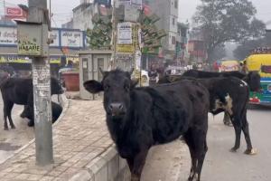 बरेली: शहर में छुट्टा पशुओं का आतंक, आए दिन लोगों पर हमले तो कहीं फसल कर रहे बर्बाद