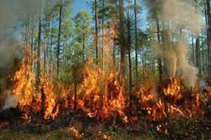 नैनीताल: कैंटोनमेंट के जंगलों में लगी भीषण आग, दमकल ने पाया काबू 
