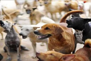 अमरोहा: आवारा कुत्तों का आतंक, पशुशाला में घुसकर चार बकरियों को मार डाला...गाय को भी बनाया शिकार