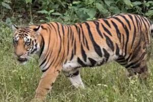 पीलीभीत: हमले के बाद से नहीं मिल रही बाघ की लोकेशन, निगरानी जारी  