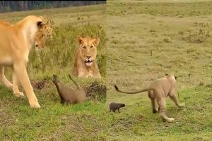 नेवला के सामने जंगल की रानी बनी भीगी बिल्ली, छोटे से जीव के आगे नहीं टिक सकी शेरनी, Fight का देंखे वीडियो
