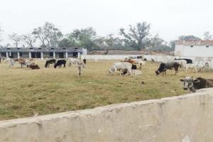 बहराइच: ग्रामीणों ने निराश्रित गौवंशों को विद्यालय में बंद कर जड़ दिया ताला, बिना चारा-पानी भूख प्यास से तड़प रहे गोवंश!