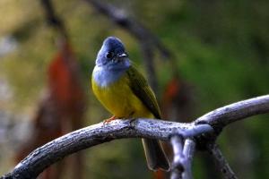 रामनगर: कार्बेट में देखा गया पक्षियों का भी अदभुत संसार   