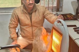 Kanpur News: पुलिस का मानवीय चेहरा; ठंड से कंपकंपाते बंदर को हीटर के सामने बैठाया, बिस्कुट खिलाया..देखें वीडियो..