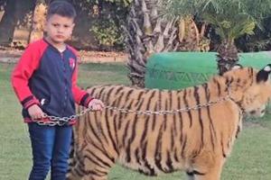 VIRAL VIDEO: बाघ के गले में चेन बांधकर घुमा रहा था बच्चा, कुछ देर में टाइगर को आया गुस्सा, आगे हुआ कुछ ऐसा... 