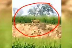 Lakhimpur Kheri News: खेत की मेड़ पर टहलता दिखा बाघ, ग्रामीणों में दहशत