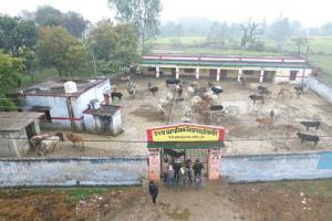 अमेठी: ग्रामीणों ने परेशान होकर परिषदीय स्कूल में छुट्टा मवेशियों को किया बंद, शिक्षण कार्य रहा प्रभावित